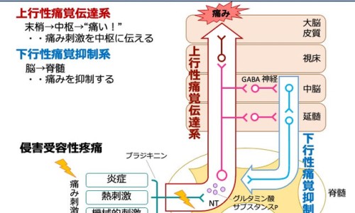 孕妇吃蛋白质的东西有哪些-孕妇吃蛋网 - 网站提供孕妇吃蛋白质的东西有哪些小常识、孕妇吃蛋糕对胎儿有什么影响